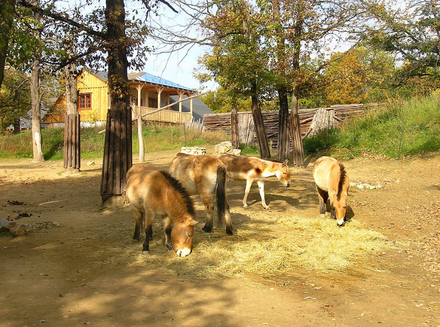 Koně Převalského v ZOO Brno